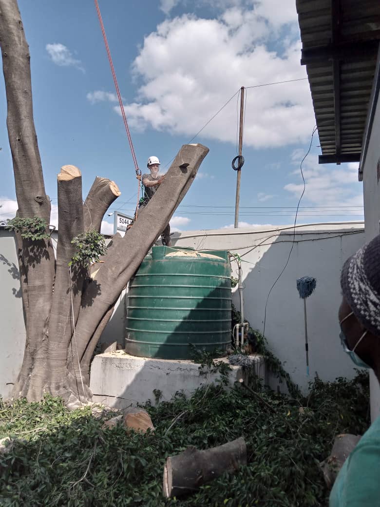 Tree surgeon Lusaka